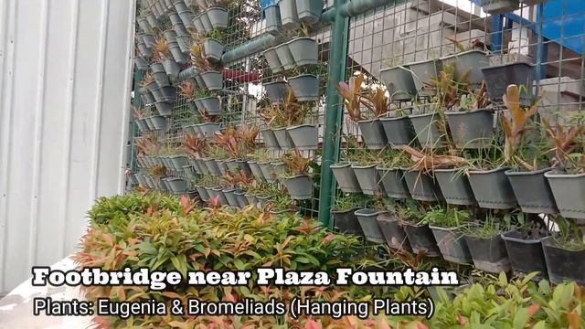 CITY PLANT TOUR | IDENTIFYING ORNAMENTAL PLANTS AT THE CITY | SAN FERNANDO CITY, LA UNION смотреть онлайн