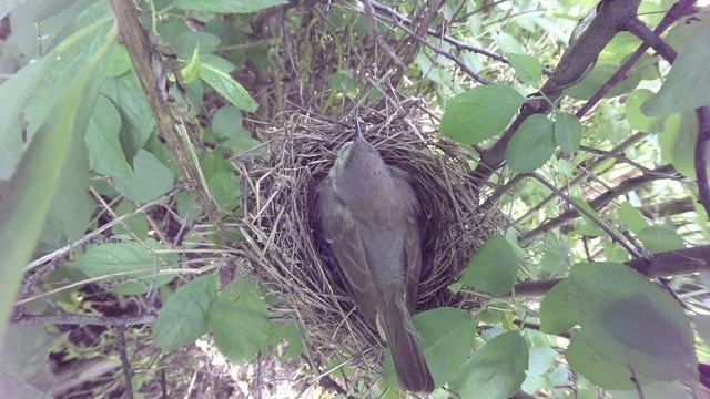Славка Ястребиная 160613 3 в терне 0615 подброс яйца болтуна синицы 9