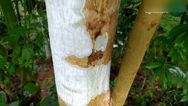 MAHOGANY TREE FARMING / MAHOGANY TREE CULTIVATION