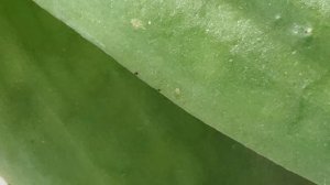 ВРЕДИТЕЛИ НА ОРХИДЕЯХ! ЩИТОВКА НА ОРХИДЕЕ, ЧТО ДЕЛАТЬ?  МЕТОДЫ БОРЬБЫ С ВРЕДИТЕЛЯМИ! СПИСОК СРЕДСТВ