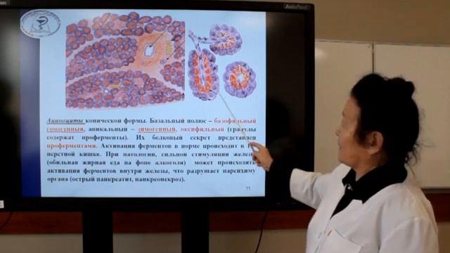 Лекция: «Гистофизиология поджелудочной железы».