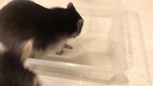 Еноты и сахарная вата ?