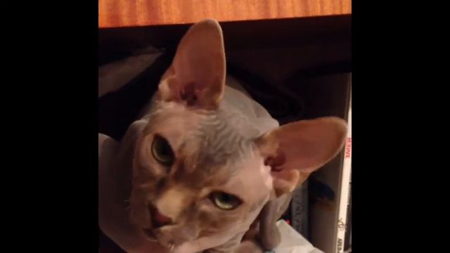 Сфинкс Эльф смотреть онлайн