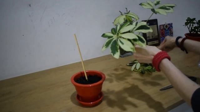 Обрезка верхушки шефлеры смотреть онлайн