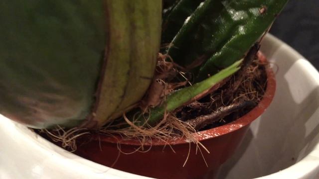 Редкая орхидея Ликаста ..  и купаю Бантика))