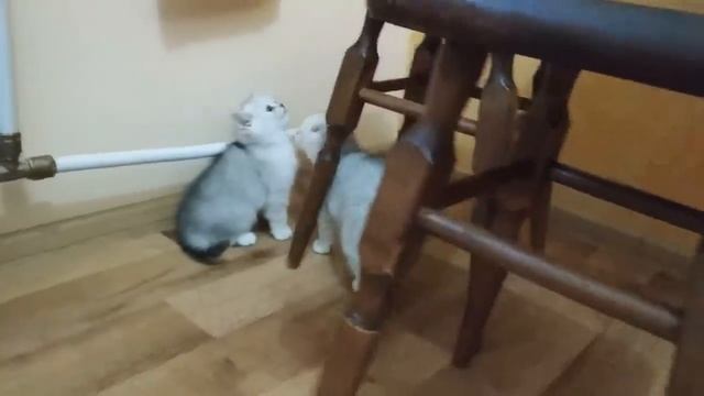 Милые котята мяуканье)))