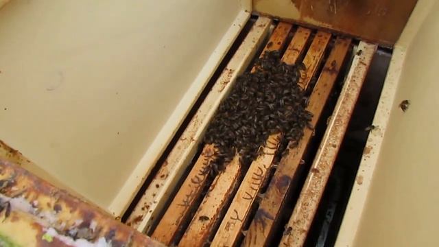 как может погибнуть пчелиная семья в январе от голода, с большим запасом корма сверху клуба пчел смотреть онлайн