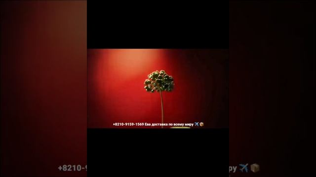 КРЕМ ОТ МОРЩИН УЛТИМАТ "С"/ СУЛЬВАСУ 2023 ⭐⭐⭐⭐⭐ смотреть онлайн