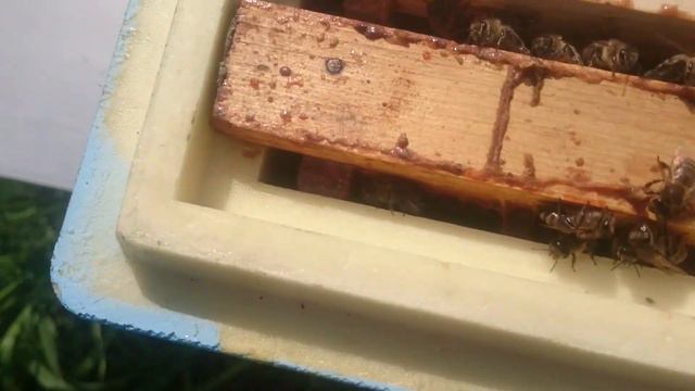 Среднерусская пчела. Улей Нижегородец. 08.2016. смотреть онлайн