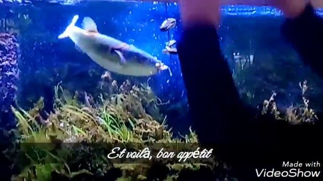 Takifugu ocellatus смотреть онлайн