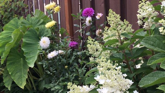 【花卉推荐5】绣球品种详解 | 无尽夏 安娜贝拉 | 绣球花品种大全 | 蕾丝绣球 圆锥绣球 大花绣球 大叶绣球 乔木绣球 栎叶绣球 高山绣球 | 如何让绣球变色 | Real Simple Jil смотреть онлайн