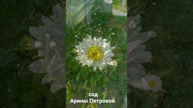 Ромашка нивяник Серебряная принцесса смотреть онлайн