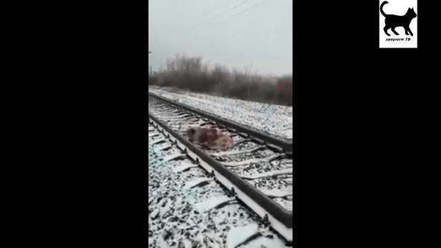 Псы разбойники 5 эп. Как отучить собаку храпеть. Best Jokes смотреть онлайн