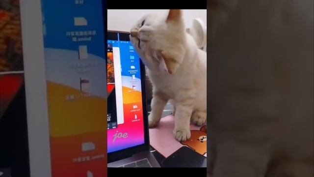 СМЕШНЫЕ КОТИКИ????