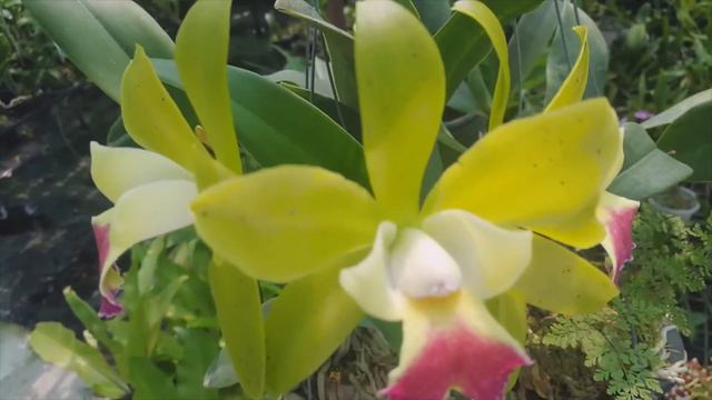 CATTLEYA LAND WOOD BY DR L JOSE смотреть онлайн