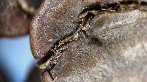 Микроскоп APEXEL MS002 для смартфона