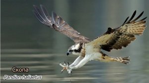 Голоса и звуки животных Африки 4K Ultra HD