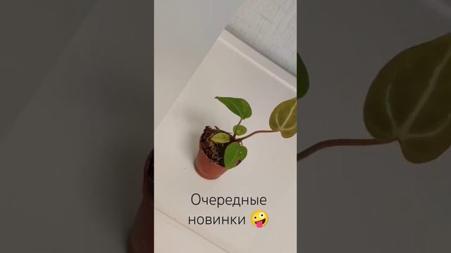 новинки,новинки 🤑 #новинки #растения #plants #колоказия #антуриум #алоказия #бегония смотреть онлайн