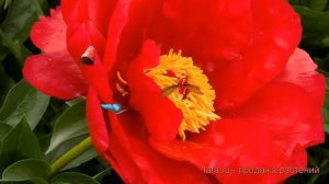 Пион травянистый Блейз (paeonia bleyz) ? пион Блейз обзор: как сажать луковицы пиона Блейз