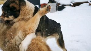 Алабай против Кавказкой овчарки.Алабай,  (кобель 4 года) и Кавказец,  ( сука 1,5 года)