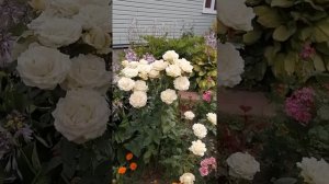 Роза Ванила и Куин Элизабет.