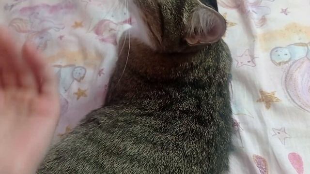 Как приручить кошку к переноске? ????? смотреть онлайн