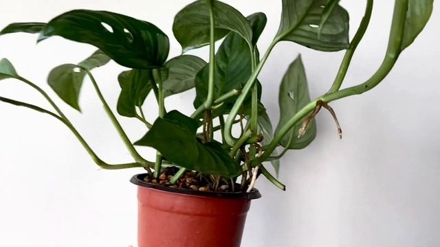 МОНСТЕРА АДАНСОНА ЛАНИАТА смотреть онлайн