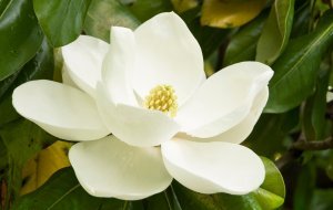 Магнолия РЕЛАКС ТЕРАПИЯ ВАЛЬС ИМПРОВИЗАЦИЯ композитор Виктор Анохин #instrumentalmusic #цветы #piano