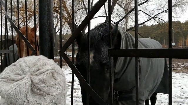 #взаимнаяподписка #horse #лошади #конныйспорт #пегас