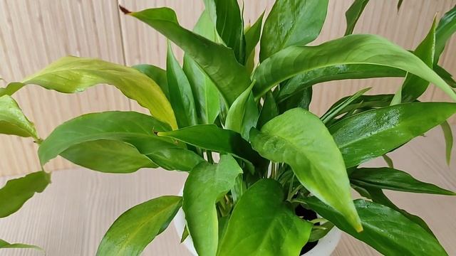 Красивый Куст Спатифиллума, как Вырастить смотреть онлайн