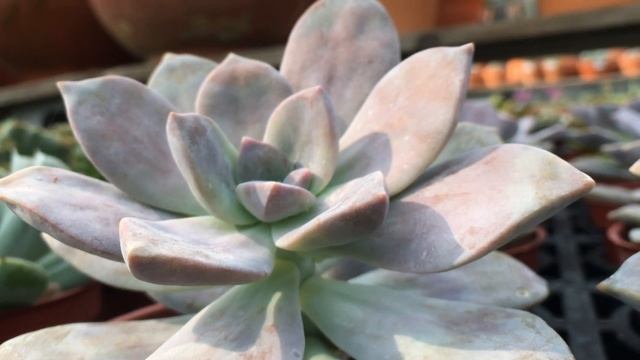 Graptopetalum pentandrum ssp.superbum 多肉植物特寫 超武雄縞斑 смотреть онлайн