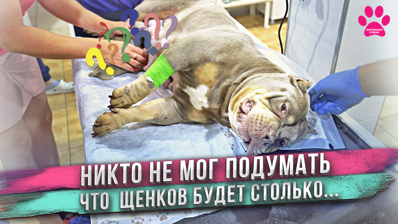 Собака родила и все удивились количеству щенков! Никто не могу подумать, что щенков будет столько... смотреть онлайн