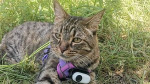 котик с камерой гуляет по двору