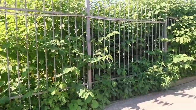 Гречка сахалинская, рейнутрия или сибирский бамбук смотреть онлайн