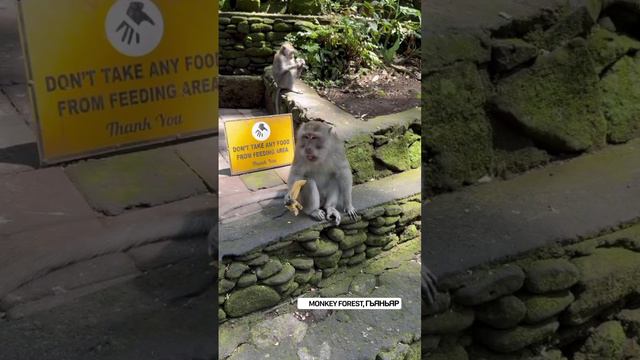 Лес обезьян (Бали) смотреть онлайн