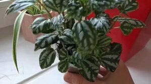 #КомнатныеРастения. #ПИЛЕЯ КАДЬЕ. Лёгкость размножения.