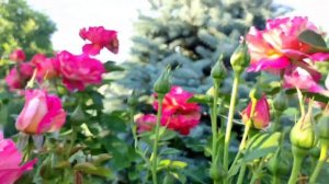 Роза - Декор Арлекин