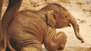 Женщина спит со своим слоном и просыпается в шоке от того, что происходит! Невероятно.