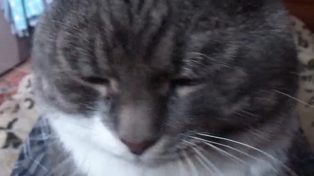 Кот забавно дёргает усами смотреть онлайн