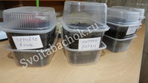 Как и когда сеять табак