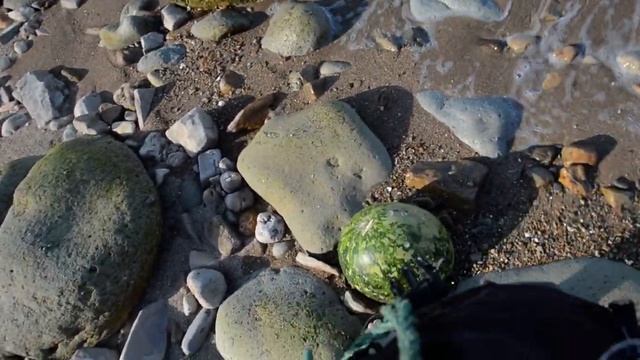 Морской арбуз смотреть онлайн