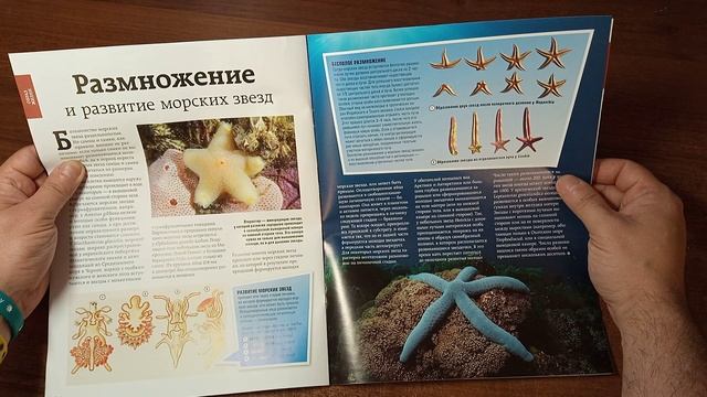 Обитатели подводного мира | 2 выпуск | DeAgostini смотреть онлайн