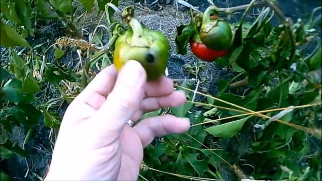 АТМОСФЕРНОЕ ЭЛЕКТРИЧЕСТВО . ЭЛЕКТРОГРЯДКА - 5 Финал. смотреть онлайн