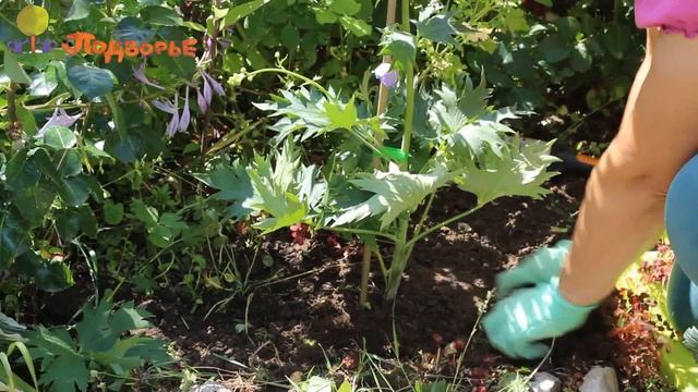 Как посадить дельфиниум летом? смотреть онлайн