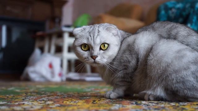 КОТ СПАС ЖИЗНЬ человеку, который НЕНАВИДИТ животных, но после ЭТОГО случая он изменил свое мнение..