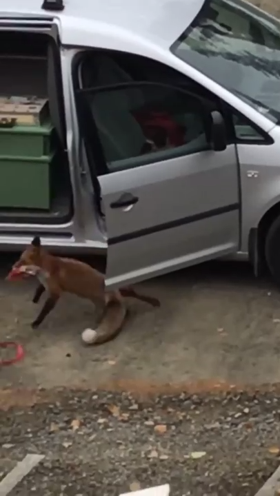 Лиса стащила пиццу из машины смотреть онлайн