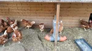 Лучшая борьба от пухоеда и пероеда у кур - профилактика. Начните это делать заранее