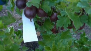 КОМПРОМИСС. Бесшипный сорт крыжовника с крупной ягодой бордового цвета. / Коллекция Светланы Татур.