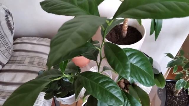 Полив комнатных растений зимой. смотреть онлайн