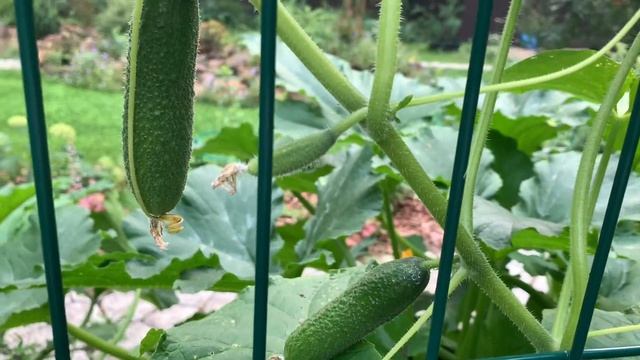 Удачный сорт огурец Адам, мои советы и опыт